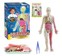 Human Body Model for Adults,31cm Human Body Model, Removabl Human Torso Anatomy Model with 9 Organs, Human Body Science Kit,for Boys Girls Science Education & Medical