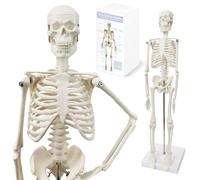 Human Body Model for Anatomy, Human Skeleton Model, Full Body 17.7 Inches High with Movable Arms, Leg Bone Structures, Whole Spinal Ribs of the Skeleton Model are Integrated