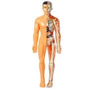 Human Body Model for Educational Anatomy Assembly Model Interactive Learning Tool for Home and School Engaging Human Skeleton Puzzle for Enhance Understanding of Body Structure