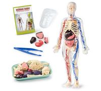 Human Body Model for Kid, Human Anatomy Torso.Educational Science Kit