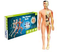 Human Body Model for Kids 11.2 Inch Removable Semi-Clear Human Anatomy Model Realistic Organ ＆ Skeleton Science Educational Toys Gifts for Kids Aged 7-14Human Body For