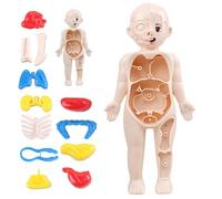 Human Body Model for Kids, 18cm/7inch Kid Body Anatomy Model with Detachable Organ, STEM Educational Toys, Interactive Science Kit for Kids Ages 3+