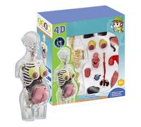Human Body Model for Kids - 21.5cm STEM Toy | Interactive Anatomy Model with Removable Organs, Poseable Skeleton - Modël | Classroom Home, Science Learning Experiment