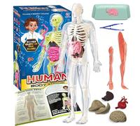 Human Body Model for Kids,31cm Human Body Model, Removabl Human Torso Anatomy Model with 9 Organs, Human Body Science Kit,for Boys Girls Science Education & Medical