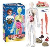 Human Body Model for Kids, 32cm Human Body Model, Human Torso Anatomy Model with 9 Organs, Learning Anatomical Skeleton Model, Removable Human Body Science Kit for Boys Girls