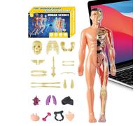 Human Body Model for Kids 3D,Human Body Structure Models | Anatomical Assembly Educational Toys for Learners Homeschooling Teachers Art Studio Students Boys Girls Classroom Science Educators