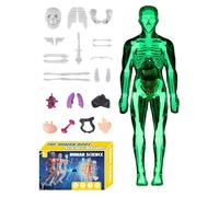 Human Body Model for Kids 3D - Human Skeleton Model Toy | Educational Teaching Aid Tools for Science Educators Students Learners Girls Boys Kids in Classroom Homeschooling School