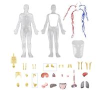 Human Body Model for Kids - 4D Skeleton Transparent Anatomy, Luminous Figure | Educational Display Desk Ornament, Living Room Bedroom Study Decoration for Daughter Son Learning Play