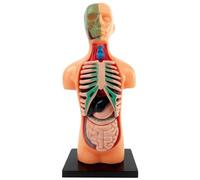 Human Body Model for Kids 5.5 Inch 3D Removable Anatomy Model Plastic Educational Anatomy Jane Doll for StudentHuman Body