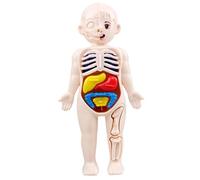 Human Body Model for Kids 7x4" Anatomy Model Organs Detachable Human Body ABS No Burrs Science Toys Educational Anatomy for Kids Over 3 Years Old