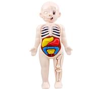 Human Body Model for Kids 7x4" Anatomy Model Organs Detachable Human Body ABS No Burrs Science Toys Educational Anatomy for Kids Over 3 Years Old