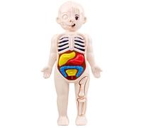 Human Body Model for Kids 7x4" Anatomy Model Organs Detachable Human Body ABS No Burrs Science Toys Educational Anatomy for Kids Over 3 Years Old