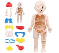 Human Body Model for Kids 7x4" Anatomy Model Organs Detachable Human Body ABS No Burrs Science Toys Educational Anatomy for Kids Over 3 Years Old