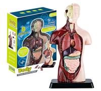 Human Body Model for Kids, 9.6 Inch Realistic Human Anatomy Toy with 6 Pcs Removable Organ Parts, Interactive Body Toy Educational Toys for Kids Aged 6+ Gifts