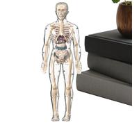 Human Body Model for Kids,Anatomy Human Doll Body Model - Realistic Toy Skeleton Figure with Educational Design for Science Study Classroom Preschool Lab Doctor Dentist Students Adults Learning