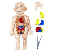 Human Body Model for Kids Anatomy Toys DIY Assembly Human Body Toys with Internal Organs and Limbs Anatomy Science for Kids Early Educational Learning for