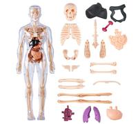 Human Body Model for Kids, Clear Human Body Structure Model for Learning, Human Anatomy Model, Learning Anatomical Skeleton Model For Classroom, Homeschooling, Science Project