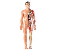 Human Body Model for Kids Detachable Visualized 3D Anatomy Model Enlightenment Science Toys Cultivates Explore Curiosity Hands-On Skills, Semi-Transparent Human Skeleton for Anatomy