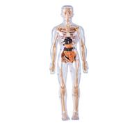 Human Body Model for Kids Detachable Visualized 3D Anatomy Model Enlightenment Science Toys Cultivates Explore Curiosity Hands-On Skills, Fully Transparent Human Skeleton for Anatomy