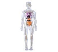 Human Body Model for Kids Detachable Visualized 3D Anatomy Model Enlightenment Science Toys Cultivates Explore Curiosity Hands-On Skills, Luminous
