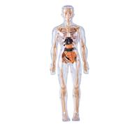 Human Body Model for Kids Detachable Visualized 3D Anatomy Model Enlightenment Science Toys Cultivates Explore Curiosity Hands-On Skills, Fully Transparent