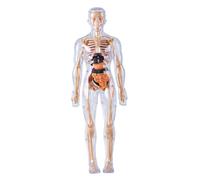 Human Body Model for Kids Detachable Visualized 3D Anatomy Model Enlightenment Science Toys Cultivates Explore Curiosity Hands-On Skills, Fully Transparent