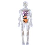 Human Body Model for Kids Detachable Visualized 3D Anatomy Model Enlightenment Science Toys Cultivates Explore Curiosity Hands-On Skills, Luminous