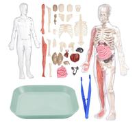 Human Body Model for Kids - Human Anatomy Kit Glow In The Dark, Removabl Human Torso Anatomy Model with 9 Organs, Human Body Science Kit, Kids Science, Learning Anatomical Skeleton Model
