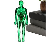Human Body Model for Kids - Human Anatomy Model for Kids - Interactive Realistic Skeleton Doll Tool Study Aid for Dentist Doctor Science Students Classroom Lab Homeschool Preschool Adults