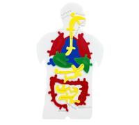 Human Body Model for Kids,Human Internal Organs Puzzle Model | Scientific Cognition Toy for Kids Toddler Child Boy Girl Student Teachers