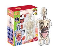 Human Body Model For Kids - Interactive Anatomy Model | Science Learning Classroom Resources Demonstration Tools | Realistic Human Anatomy Display | Physiology Transparent STEM Educational Science Kit