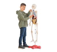 Human Body Model for Kids - Premium Quality - Full Size 120 cm Human Skeleton Model - Educational Toy - Ages 8 & Up - 72 Pieces - Human Anatomy for Children - Easy to Assemble - Illustrated Guide