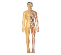 Human Body Model for Kids Realistic Human Anatomy Model DIY Detachable Body Anatomy for Kids for
