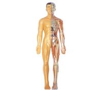 Human Body Model for Kids, Realistic Human Anatomy Model, DIY Detachable Body, Educational Anatomy for Kids Gifts, Style 2 for