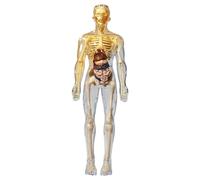 Human Body Model for Kids, Realistic Human Anatomy Model, Skeleton Models Set DIY Detachable Body, Educational Anatomy Display Kit for Kids Gifts, Style1