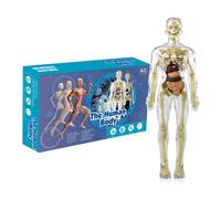 Human Body Model for Kids, Realistic Human Anatomy Toy, Human Body Torso Model, Anatomy Model Human Body, Human Skeleton Model, Interactive Human Body Toy Educational Science Kits for Kids