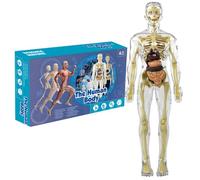 Human Body Model for Kids Removable Clear Human Anatomy Model Realistic Organ Skeleton Science Educational Toys Gifts for Kids Aged 7-14