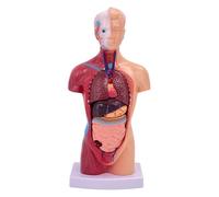 Human Body Model for Kids, Removable Human Body Model with Digital Manual for Science Education, School Science Medical Education Display for Kids, Anatomy, Anato