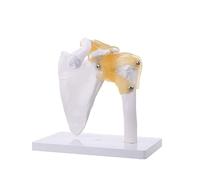 Human body model Functional anatomy True human large and small human anatomy Shoulder joint bone flesh model, Use of teaching tools 1 pcs