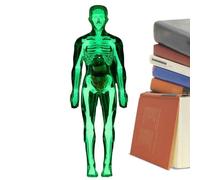 Human Body Model - Glow in Dark Organs Toy | Kids Anatomy Toys | for Science Learning Experiments Boys Girls Age 8+ Study Halloween Student Doctor Classroom