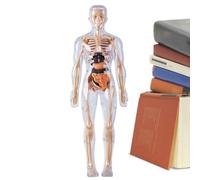 Human Body Model - Glow in the Dark Toys and Tools, Human Body Structure Model, for Scientific Experiments Boys and Girls 8+ Student Doctor Classroom