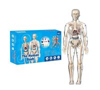 Human Body Model - Human Anatomy Model for Kids - Realistic Toy Skeleton Figure with Educational Design for Science Study Classroom Preschool Lab Doctor Dentist Students Adults Learning