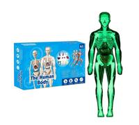Human Body Model, Human Body Anatomy, Science Model for Kids, Interactive Skeleton Doll, Educational Detailed Anatomy Display with Removable Organs, Realistic Figure Accessories for Preschool
