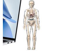 Human Body Model - Human Body Science Model for Kids - Interactive Educational Figure Doll Skeleton Toy for Students Study Classroom Homeschool Adults Learning Doctor Dentist Lab Preschool