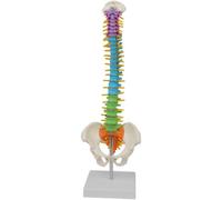 Human Body Model,Human Skeleton Model, Spine Model Human-New Colored Life Size Flexible Anatomical Human Skeleton Spine Model with Pelvis Femur 45cm