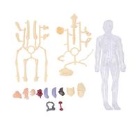 Human Body Model Interactive Anatomy Physiology Study Tools with Glow in The Dark Skeleton Realistic Organs and Bones for Kids Medical Students Science Learning