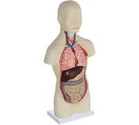 Human Body Model Mini Human Torso Model Has 12 Removable Parts Human Anatomy Model For Anatomical Model Skeleton Anatomy Educational Teaching Tool