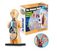 Human Body Model Organs Simple Assembly Learning Tool Kit Anatomy Display STEM Educational Teaching Supplies