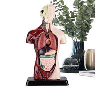 Human Body Model | Precise Learning Science Kit,Kids Anatomy Toys Human Body Model - for Boys Girls Students Home Playroom Bedroom Study School Classroom