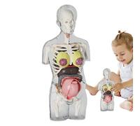 Human Body Model - Removable Organ Parts, Human Anatomy Teaching Aid, School Science Classroom Accessory, Home Biology Experiment Kit | Interactive Female Reproduction Unit For Preschool Health Lesson